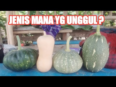 , title : 'Tanam 4 Jenis LABU, jenis mana yg lebih unggul ( banyak buahnya) penjelasan lengkap petani sejati'