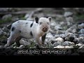 Animals Pig Grunts 82 SFX Producer No Copyright Animals Sounds