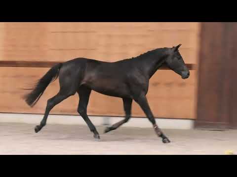 Champigny d’Elsendam Z video 3