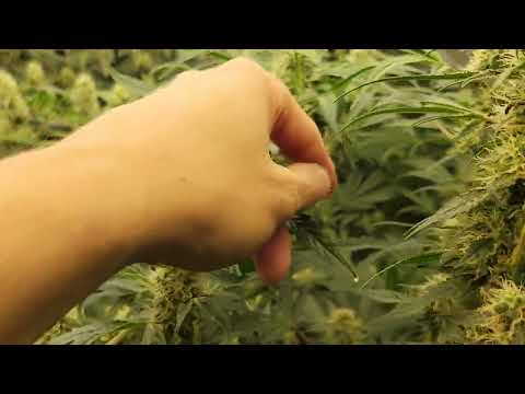 AutoPot Cannabis Grow - Week 7 of Flower 🌼