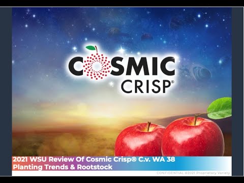 2021 WSU Review of Cosmic Crisp® C.v. WA 38 Planting Trends and Rootstock | WSU Tree Fruit | Washington State University