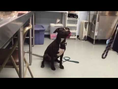 Louie, an adopted American Staffordshire Terrier & Black Labrador Retriever Mix in Yonkers, NY_image-1