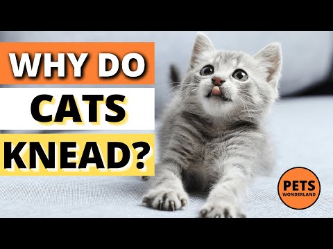 Why Do Cats Knead 🐱🥰 | 5 CUTE REASONS | Cats 101