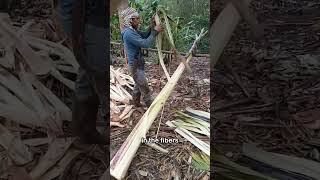 Download lagu This is the process of manually extracting fibers from a plant called abaca. mp3 Download lagu This is the process of manually extracting fibers from a plant called abaca. mp3