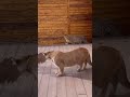 Big Cats Being Friendly Cougar And Cheetah Together Watch This Amazing Pets