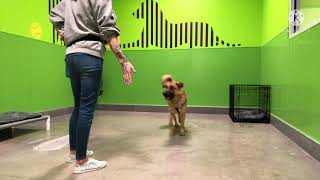 PetSuites training with MITCH!