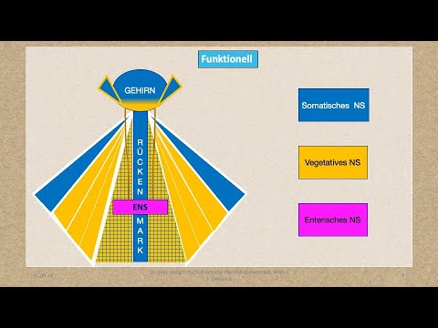 Modul 3 Lektion 1/6:  Die Polyvagaltheorie.