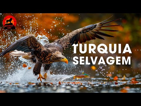 TURQUIA SELVAGEM | Uma Jornada pelo Reino Selvagem | Documentários animais