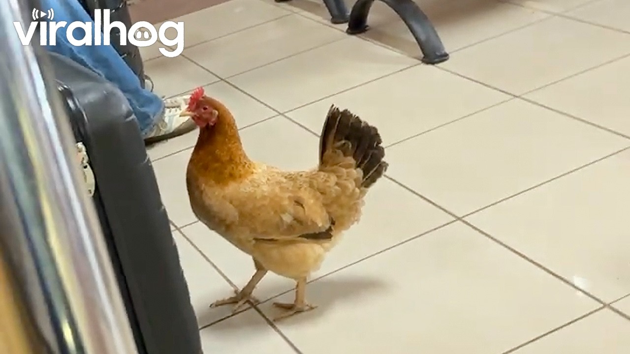 Chicken Waits With Humans at Airport Terminal || ViralHog