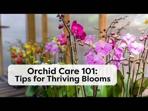 How to Properly Care for Orchids