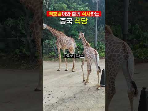 광저우: 매력적인 5A 이색 여행지
