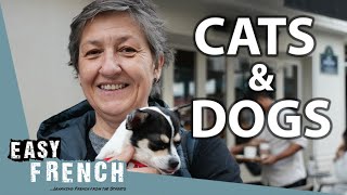 Do the French Like Pets | Easy French 165