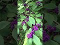 Beautiful Callicarpa