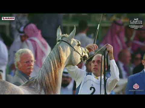 N 2 EL LA LINDA STC   World Arabian Horse Championship 2023   Doha   Yearling Fillies   Section A