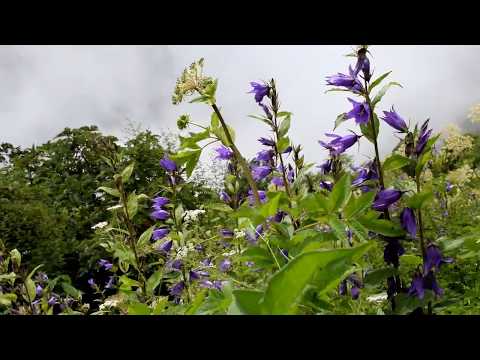 download lagu mp3 mp4 Valley Of Flowers Opening Dates 2017, download lagu Valley Of Flowers Opening Dates 2017 gratis, unduh video klip Valley Of Flowers Opening Dates 2017