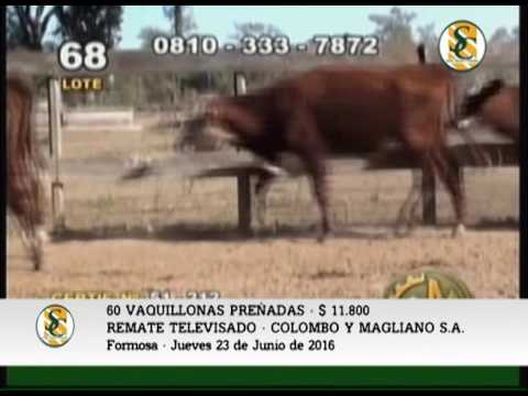 23-06-16 - VENTA DE VIENTRES - REMATE TELEVISADO COLOMBO Y MAGLIANO S.A.