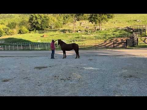 Sold 3555- sorrel mustang mare 6yr old 15h $950 Deadline 8/25/25 