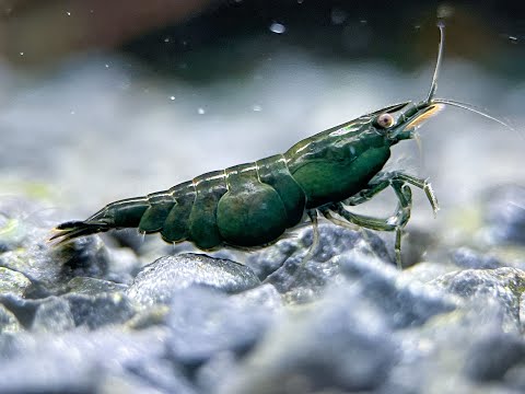 Neocaridina "Dark Green Jade"