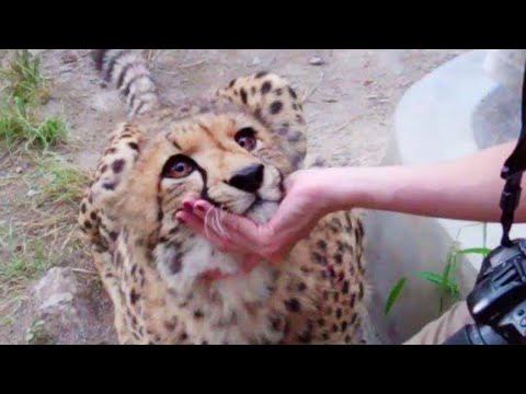 Quand les yeux ne peuvent pas mentir - les animaux vous aiment d'une manière mignonne, comme personne ne le fait