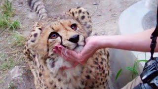 Quand les yeux ne peuvent pas mentir - les animaux vous aiment d'une manière mignonne, comme personne ne le fait