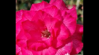Rosa do deserto triste? não se desenvolve? Eu faço isso!