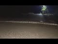 New Anaconda Road Crossing Video