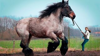 Look What the World&#39;s Largest Horse Is Capable of