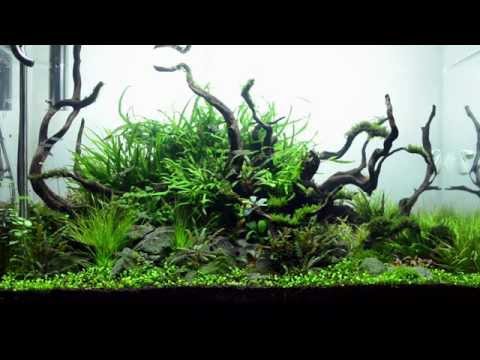 90cm Aquascape maintenance and 1 month update : Aqueous Reflection