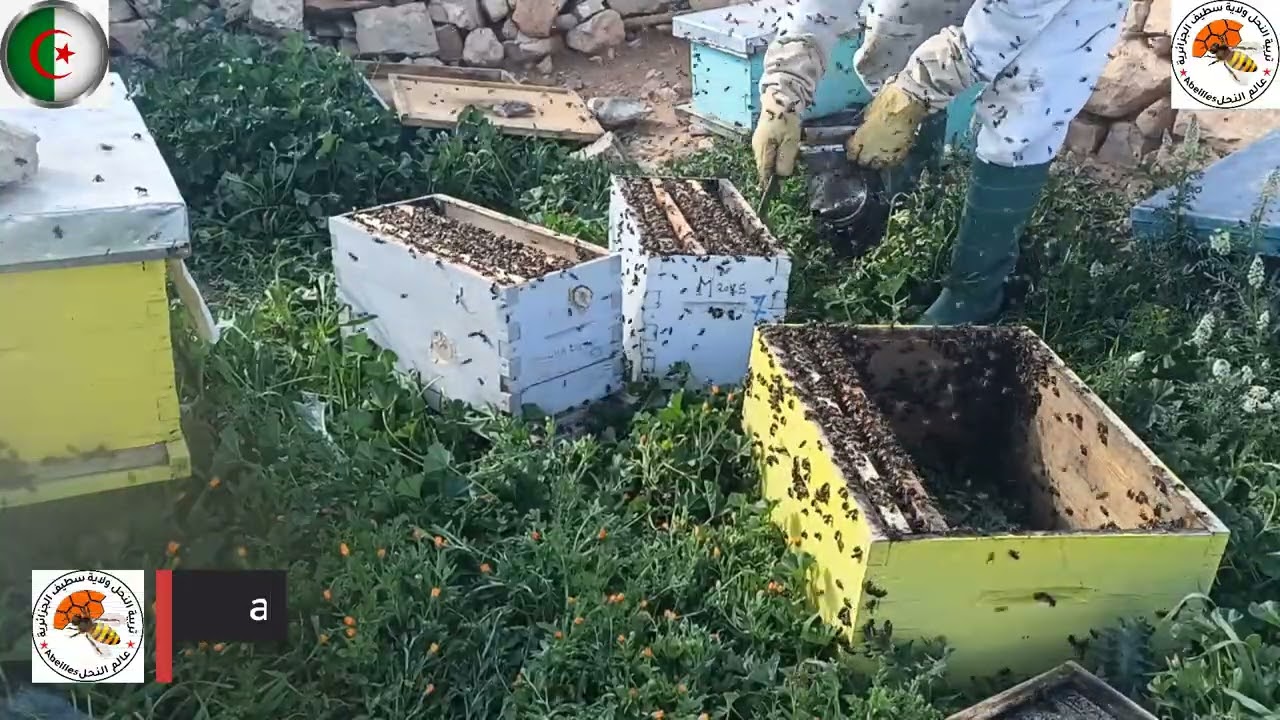 تقسيم خلية في نفس المكان مصرة على التطريد الطبيعي