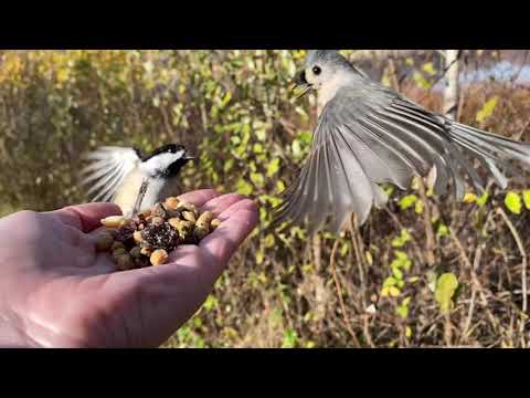 Hand-feeding Birds in Slow Mo - Tufted Titmice, Black-capped Chickadee