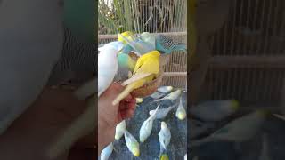 🛒これ…インコ的にアリ？ナシ？