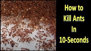 Without Poison and Without Ants Killer, How to Kill Ants in 10-Seconds || With Proof