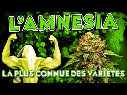 AMNESIA - STORY OF THE MOST FAMOUS VARIETY - STRAIN STORY #4