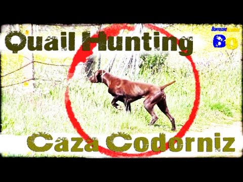 CAZA de CODORNIZ  con PERRO de MUESTRA #1 | QUAIL HUNTING with POINTING DOG #1 | 2016 | HD