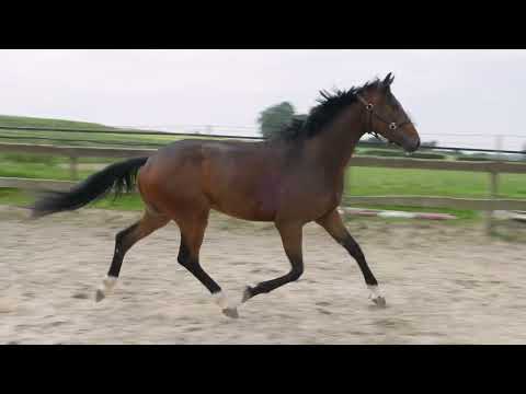 Pontifical van de Pluum (PRIME TIME x FOR DANCE) - Video 2 video thumbnail