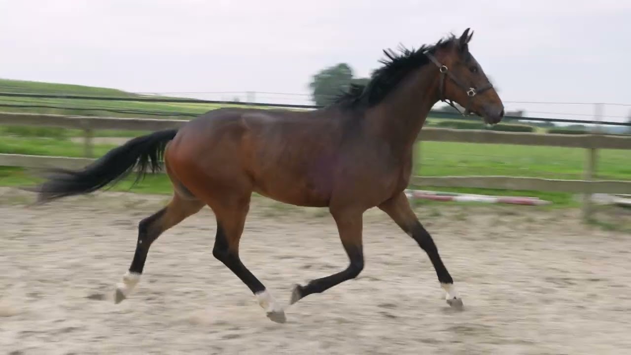 Pontifical van de Pluum (PRIME TIME x FOR DANCE) video 1