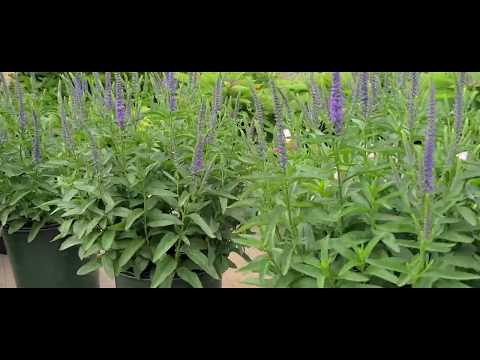 Veronica 'Blue Skywalker'// GORGEOUS Icy Blue Color💙, Vertical Shape and texture!