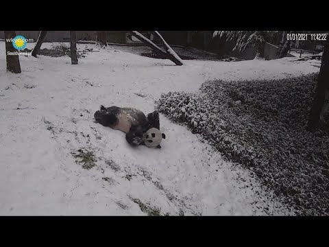 Must See Video: Pandas play in Washington D.C. snow