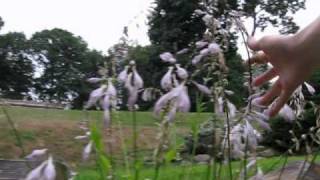 Jackie greene Stranger in the sand short film