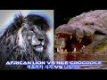 African Lion Vs Nile Crocodile 아프리카 사자 Vsl 나일악어 Animal Animalvsanimal Crocodile 