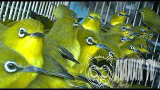 Download lagu Terapi air burung pleci, 100% di jamin langsung.. mp3