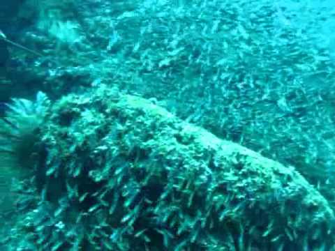 Tauchen in Glasfischen, Coron Bay,Philippinen