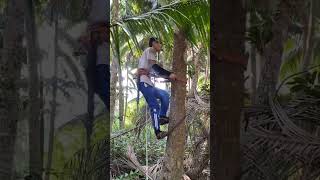 Download lagu alat panjat pohon kelapa yang fleksibel dan praktis 🌴#coconut #youtubeshort mp3 Download lagu alat panjat pohon kelapa yang fleksibel dan praktis 🌴#coconut #youtubeshort mp3