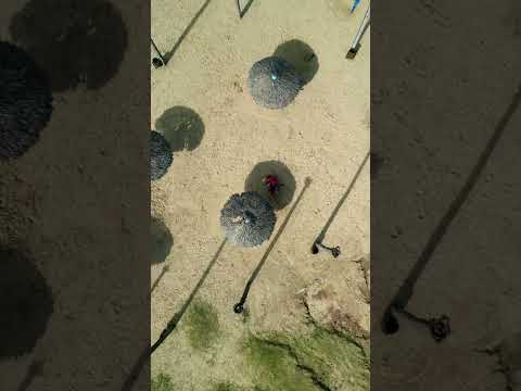 Forquilha ce #açude #crianças #shorts