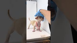 Video preview image #1 Chihuahua Puppy For Sale in Benton, LA, USA