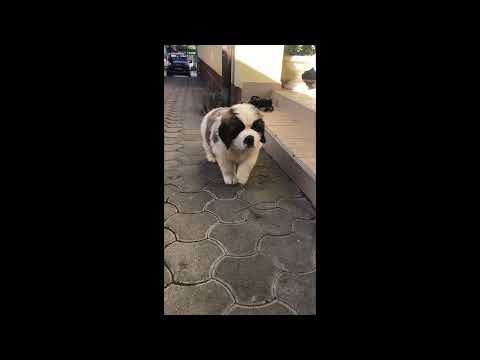 Saint Bernard puppy for sale