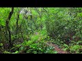 A Rainy day in the New Zealand Bush | 10hrs of Relaxing forest sounds for Sleep, Study or to Relax