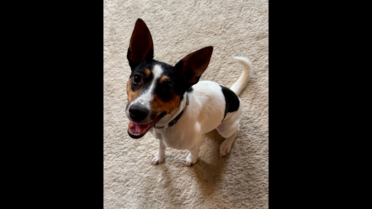 Enlarge Missy, a Adoptable mixed breed in Baltimore, MD video 6/6