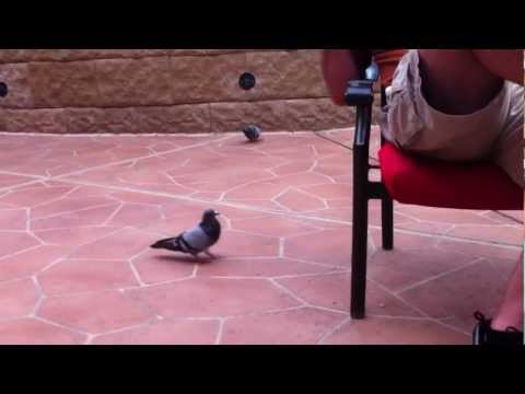 Man vs Pigeon