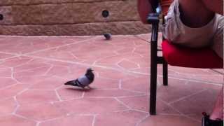 Man vs Pigeon